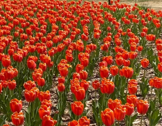 인천 x 경기 봄 벚꽃 명소 일일 투어 | 서울 출발