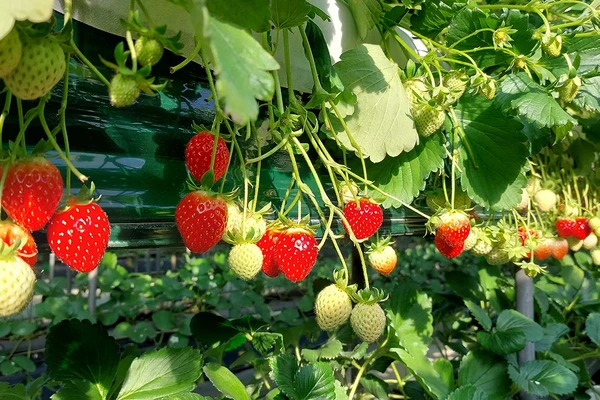 인천 x 경기 봄 벚꽃 명소 일일 투어 | 서울 출발