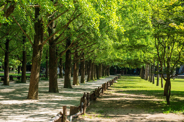 [서울 출발] 어비계곡, 남이섬 & 레일바이크 (1일 투어)