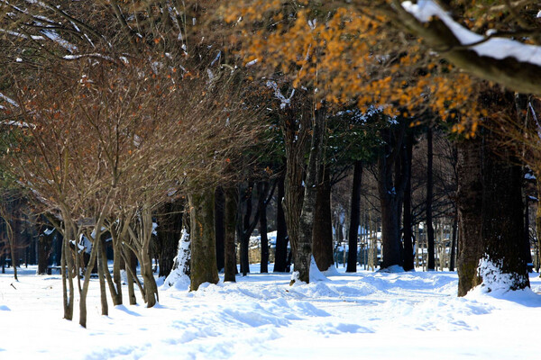[서울 출발] 어비계곡, 남이섬 & 레일바이크 (1일 투어)