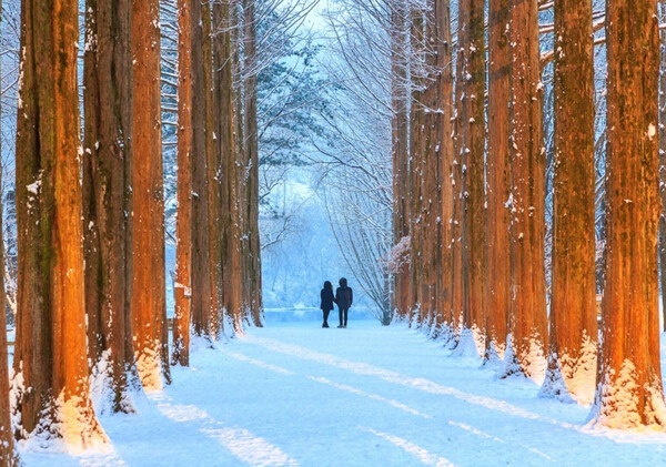 [서울 출발] 어비계곡, 남이섬 & 레일바이크 (1일 투어)