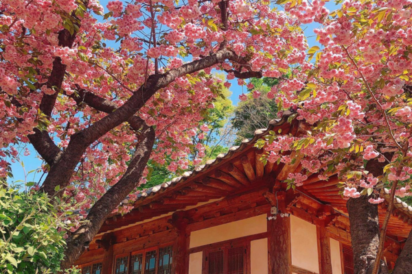 [수원] 수원화성 + 문수사 + 개심사 (4/6~4/30 투어)