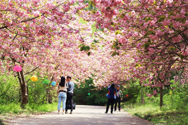 [수원] 수원화성 + 문수사 + 개심사 (4/6~4/30 투어)
