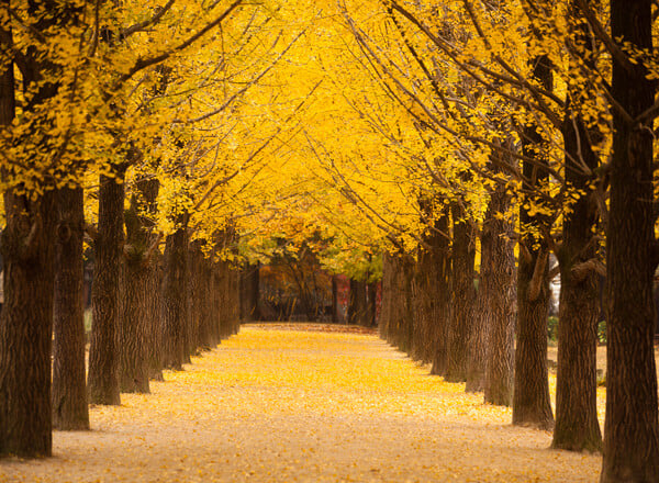 한국 전국 그랜드 투어 + 제주도 – 13일