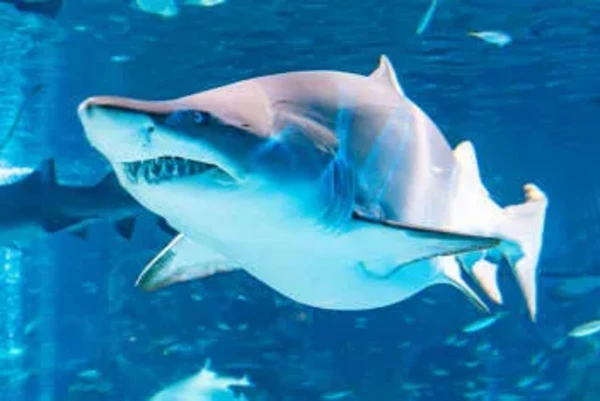 씨라이프 코엑스 서울 아쿠아리움 공식 입장권