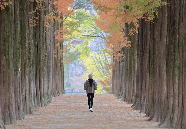 [서울여행] 딸기농장 & 어비계곡 & 남이섬 또는 엘리시안 강촌 썰매장 (1일투어)