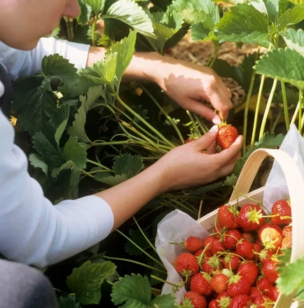 [서울여행] 딸기농장 & 어비계곡 & 남이섬 또는 엘리시안 강촌 썰매장 (1일투어)