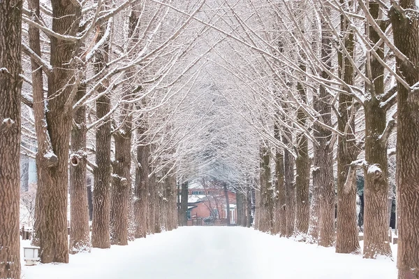 2인/4인 기준 | 오전 도착 | K-뷰티 피부 관리 + 남이섬 일일 투어 & 서울 여유 여행 (4박 5일)