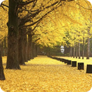 [크리에이트립단독] 2025 창덕궁 달빛기행 | 외국인 전용