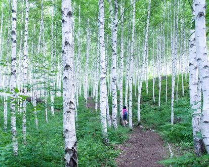 강원도 2일투어(인제·속초·원대리 자작나무숲·설악산) - 서울출발
