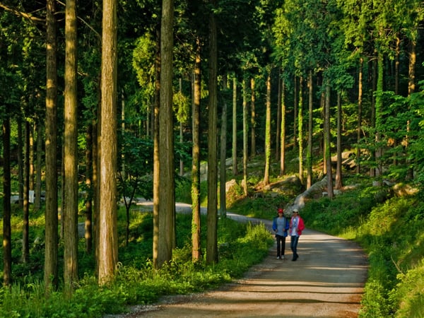 전라남도 3일 관광(정읍·해남·강진·담양) - 서울 출발