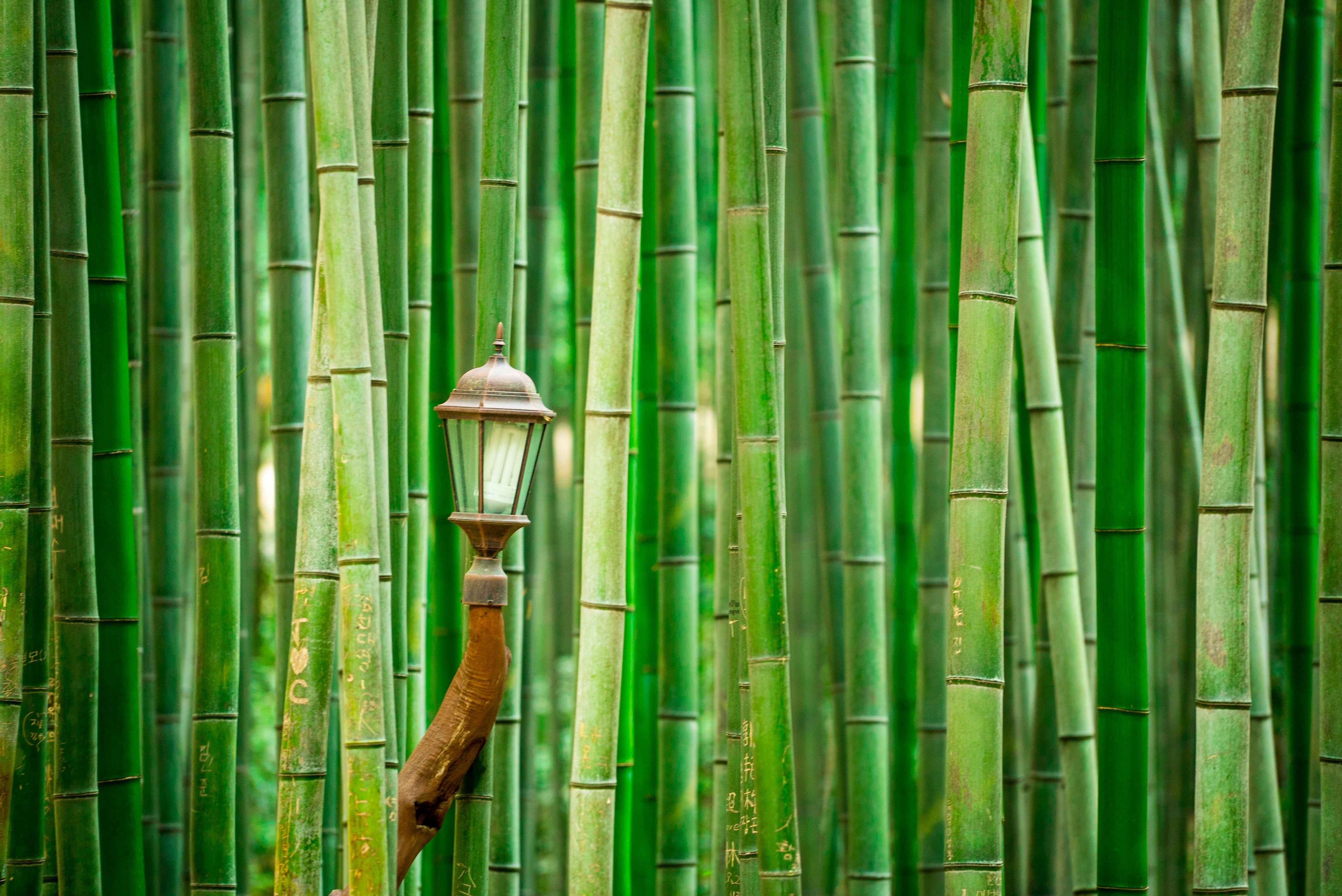 전라남도 3일 관광(정읍·해남·강진·담양) - 서울 출발