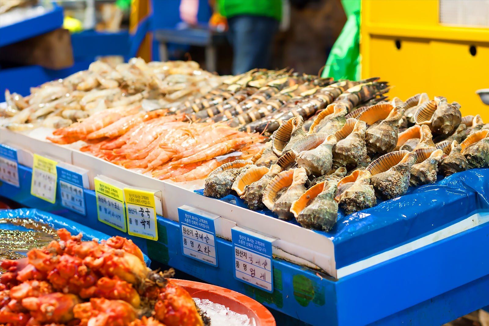 강원도 2일투어(인제·속초·원대리 자작나무숲·설악산) - 서울출발